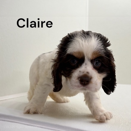 puppy, for, sale, Cocker Spaniel, Joe & Cherri  Overlease, dog, breeder, Miller, MO, dog-breeder, puppy-for-sale, forsale, nearby, find, puppyfind, locator, puppylocator, aca